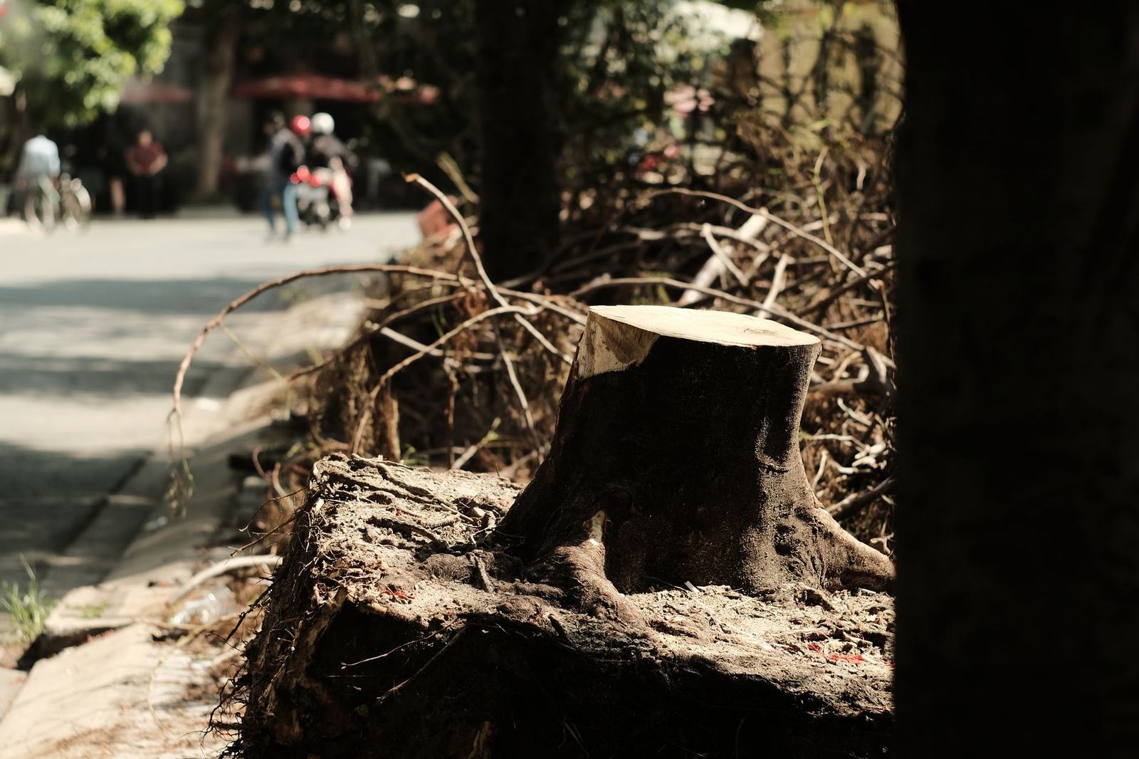 stump grinder tree stump - Roseville Stump Grinding