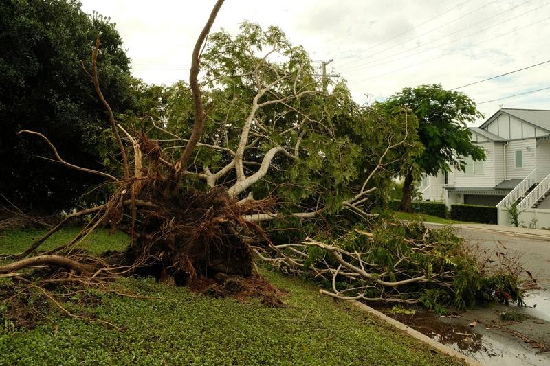 Storm Cleanup - Roseville Stump Grinding